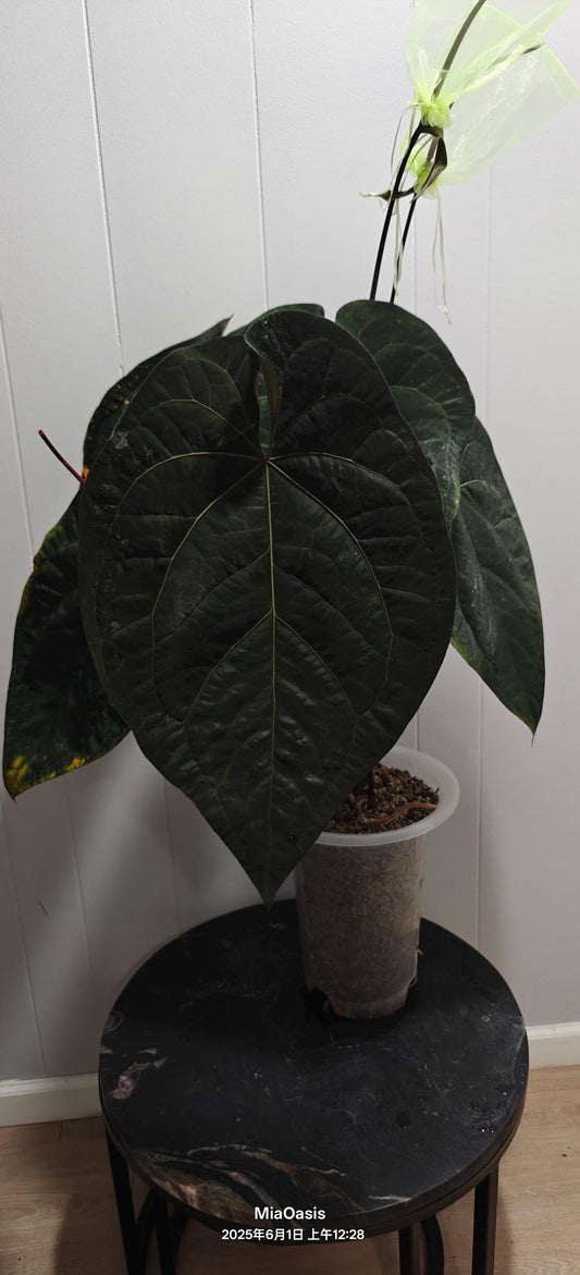 Anthurium AOS Tezula Dark Form x self germinated 1-2leaf sedling---rare plant US Seller