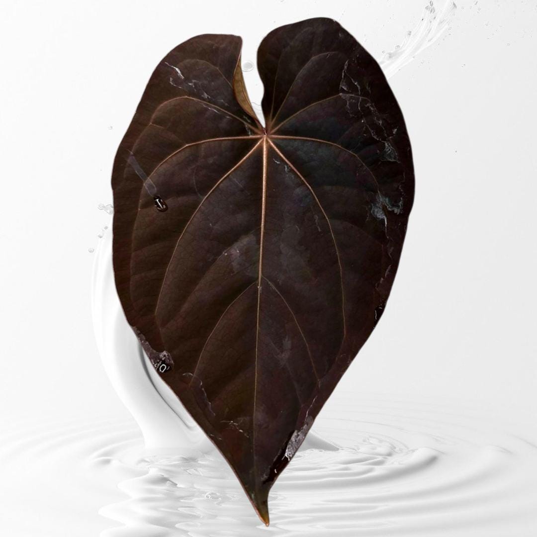 anthurium caycee Anthurium dressleri RG f2 x carlablackiae Amanda Xself seelding – MiaOasis
