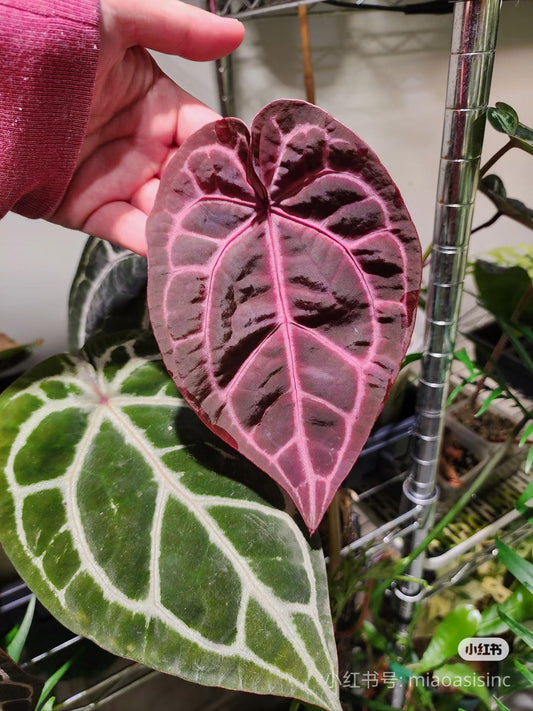 Anthurium (Bess aff x wonderboy A) x self Seeldings--grower choice US seller