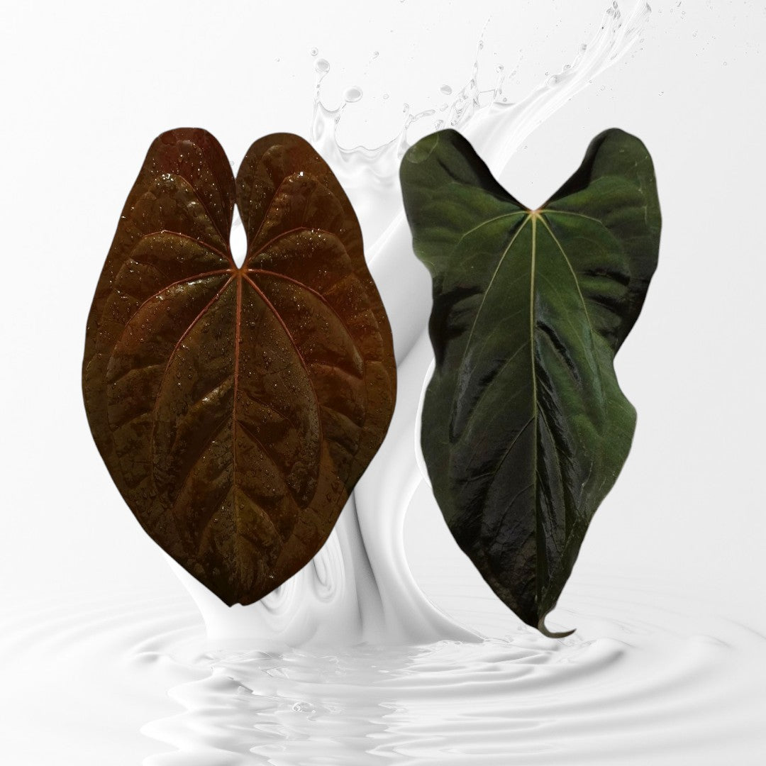 Anthurium Night Dragon Clone X Papi RL Clone Seedlings – MiaOasis