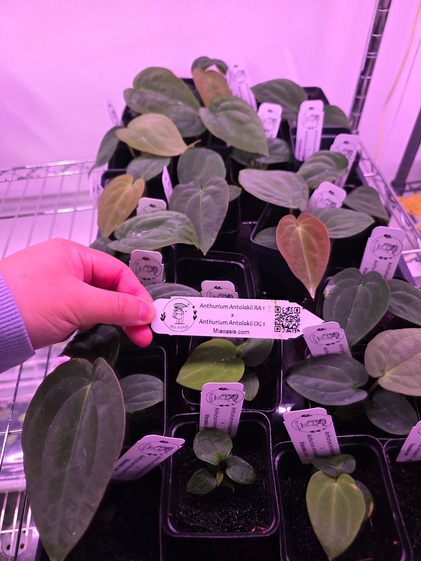 Anthurium Antolakii (BveP) RA 1 x OG 1 seedlingS