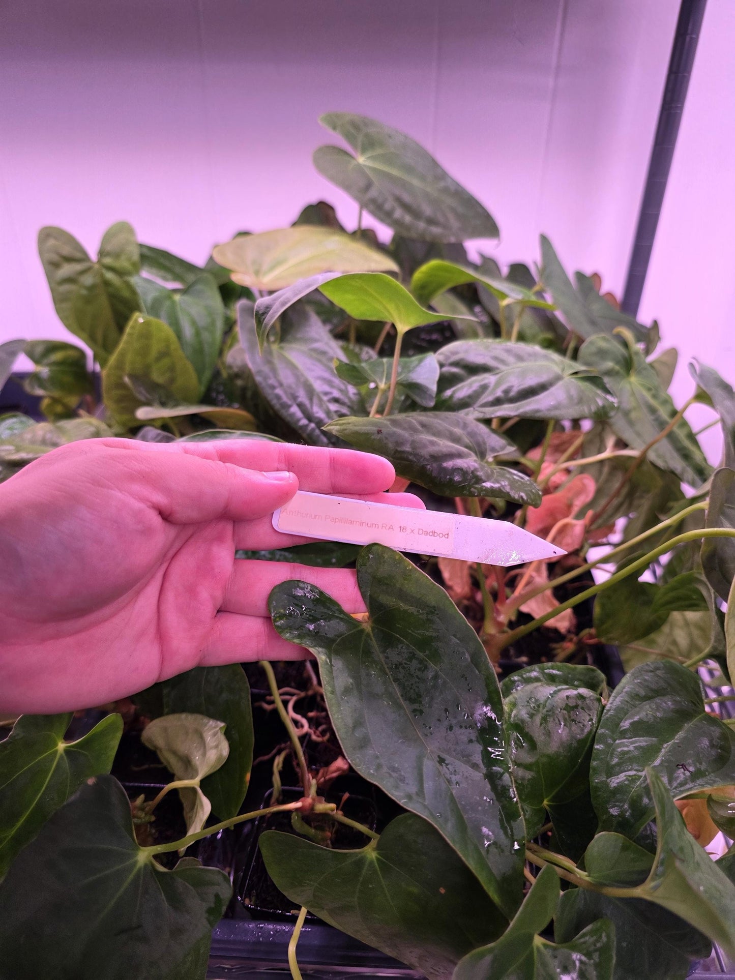 Anthurium Papi RA18 x Papi Dadbod small seedlings. Rare plant Anthurium/ Aroid-US seller