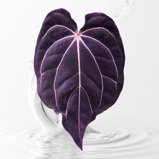 Anthurium Carla Black Clone x BVEP RA9 clone 1 leaf seedling---US seller