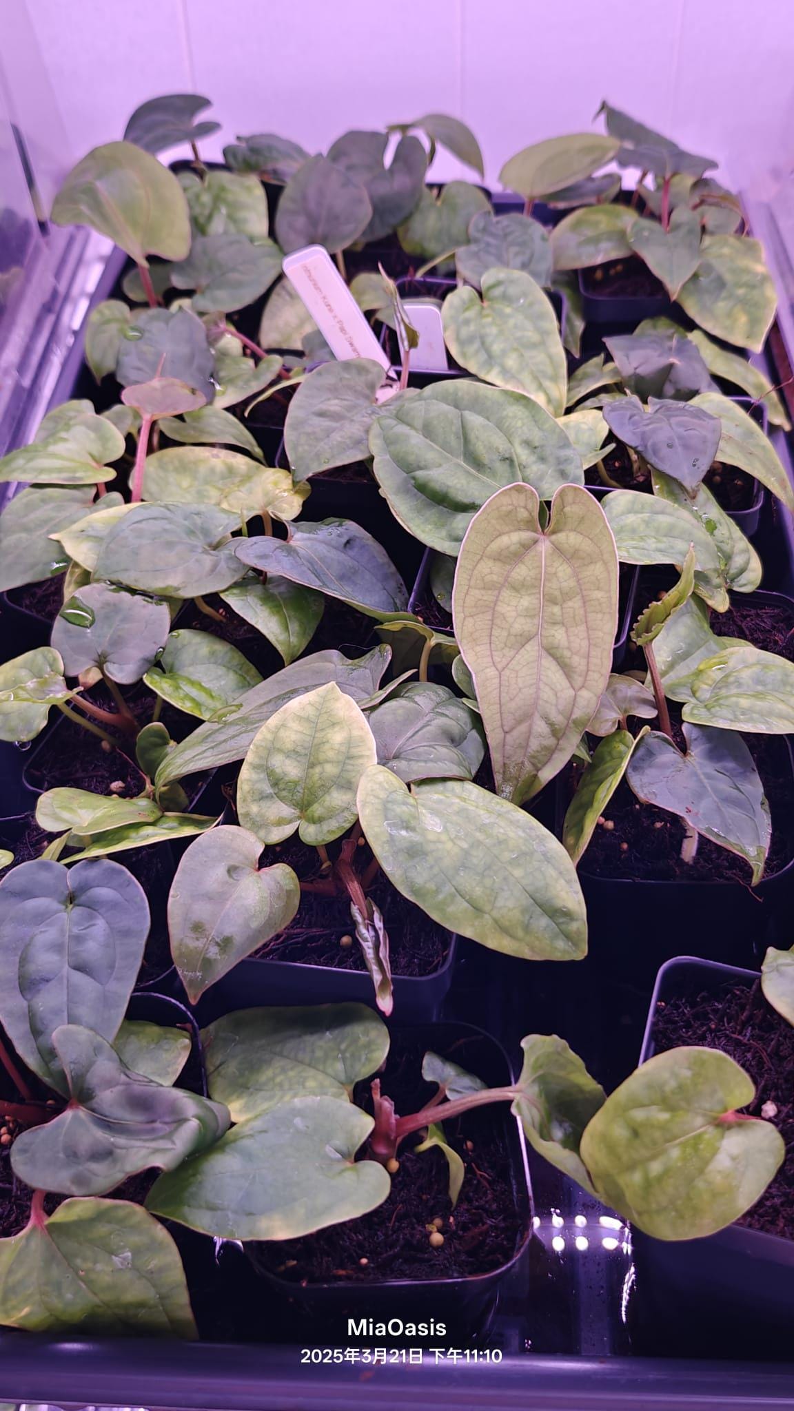 Anthurium kuna PM5 clone x Papi Swamp