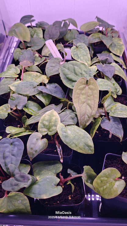 Anthurium kuna PM5 clone x Papi Swamp