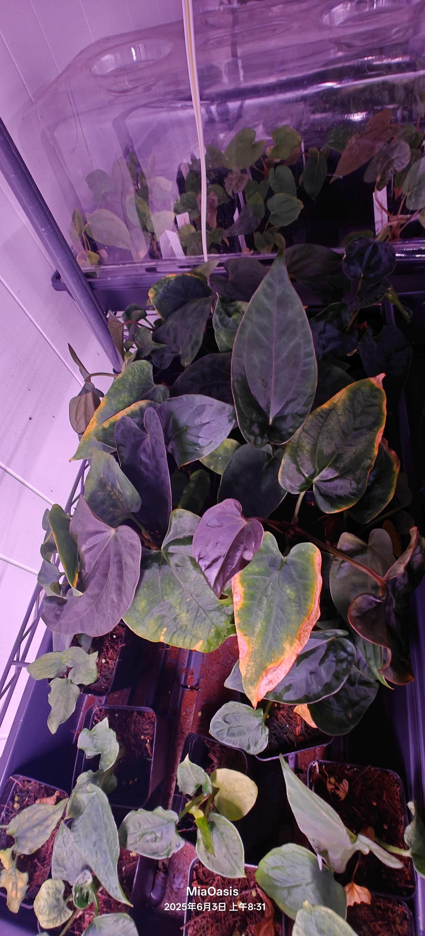 Anthurium Papi （RLxFS  X Dressleri RG）x self small seedling---rare plant US Seller