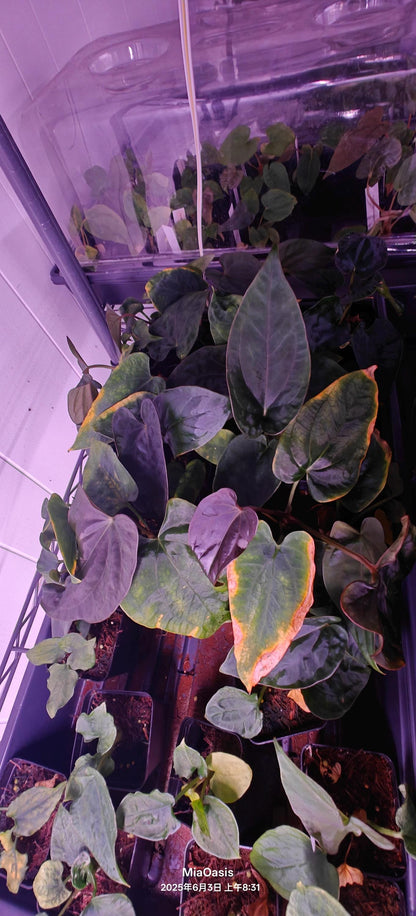Anthurium Papi （RLxFS  X Dressleri RG）x self small seedling---rare plant US Seller