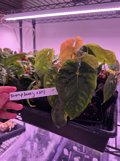 Anthurium Papi Swampbunny cloneX Self rooted seedlings. Rare plant Anthurium/ Aroid-US seller