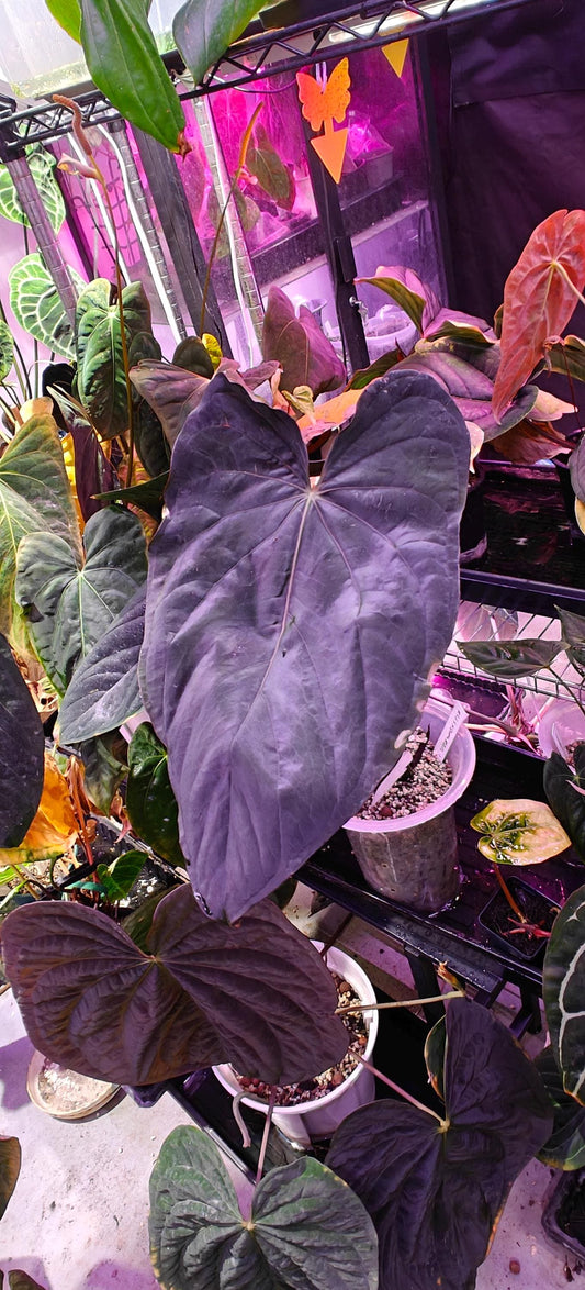 Anthurium Papi （RLxFS  X Dressleri RG）x self small seedling---rare plant US Seller