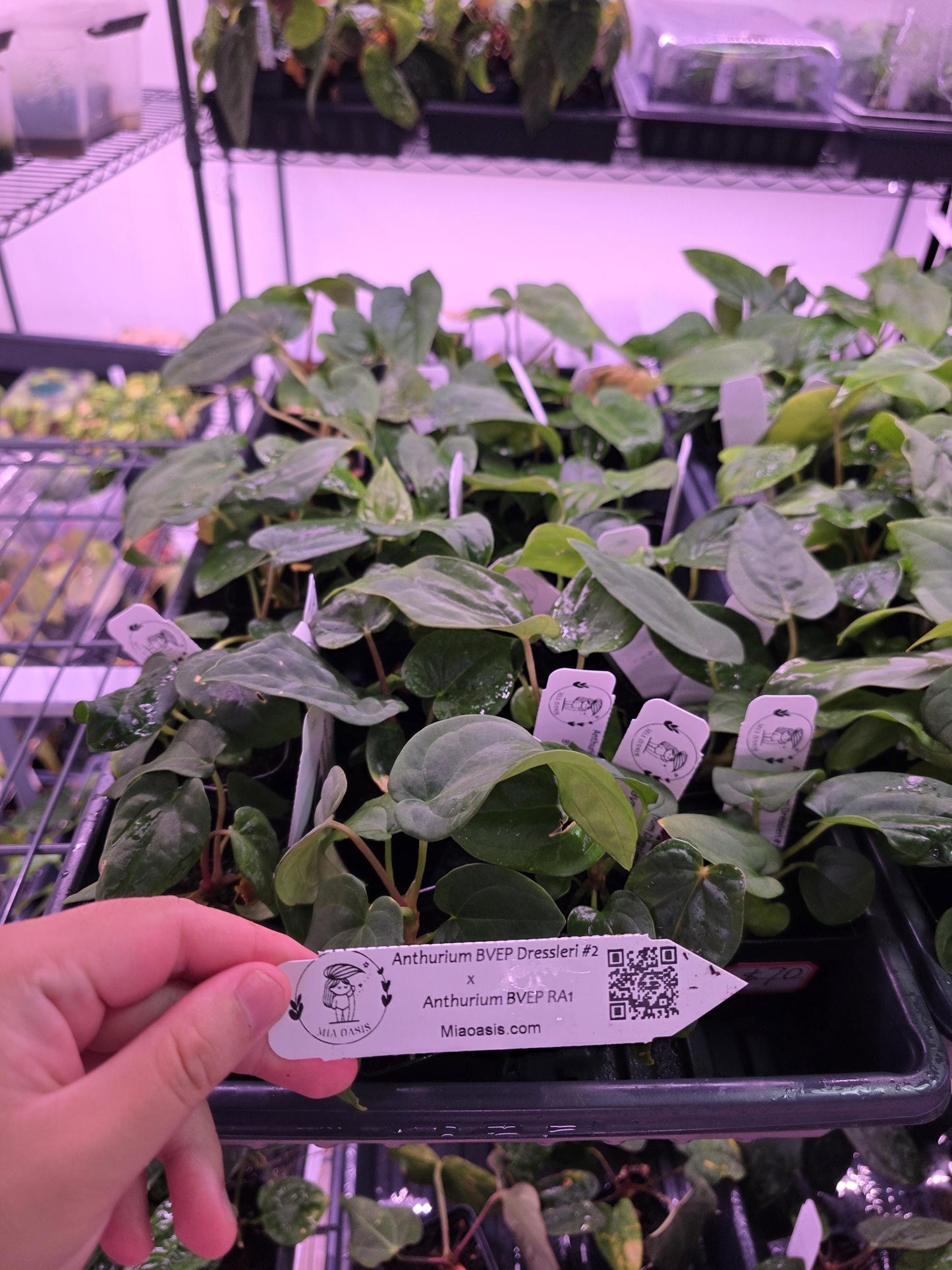Anthurium dressleri RG #2 clone x BVEP Ra1 clone seedlings---US seller