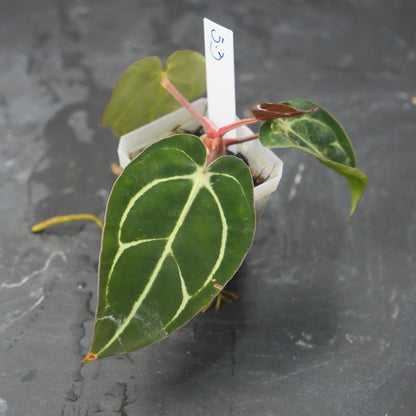 Anthurium Carla RA 10 clone x (Pre-numbered Carlaxself)