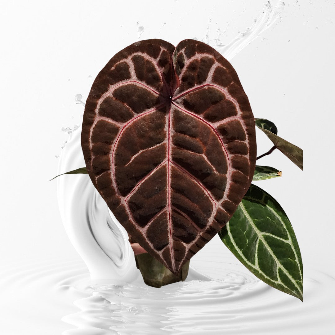 Anthurium RVDP x Bess AffxRed Crystal seedlings