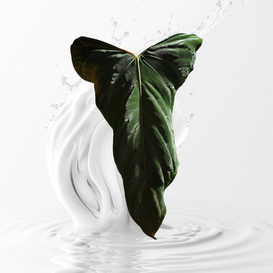 Anthurium Papillilaminum Fort Sherman Clone