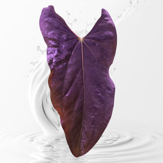 Anthurium Papillilaminum Ralph Lynam Clone