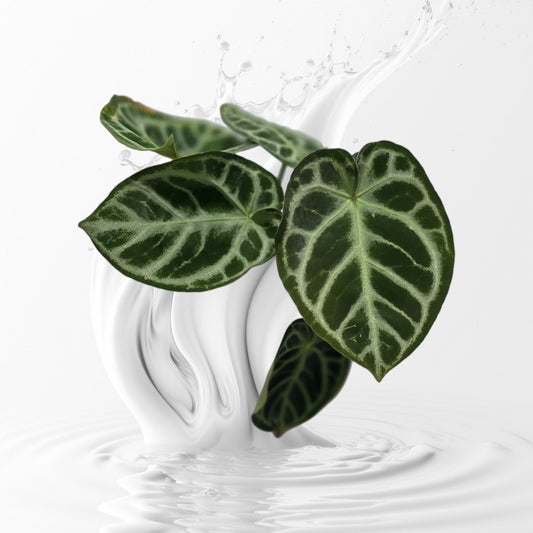 Anthurium SKG Grey Clone