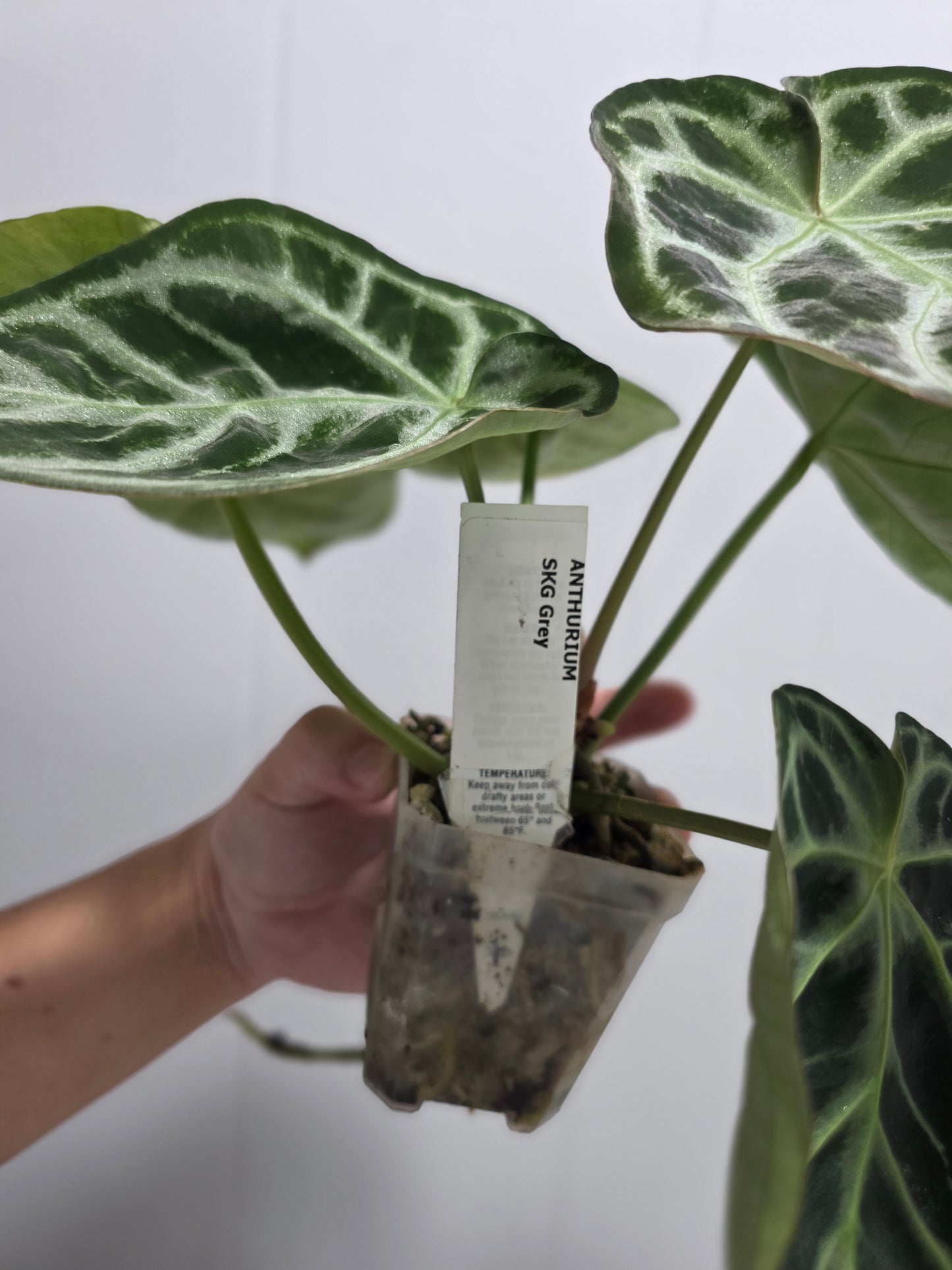 Anthurium SKG Grey Clone
