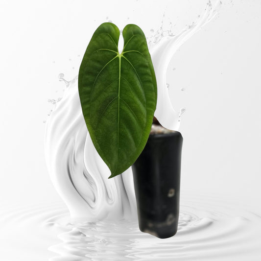 Anthurium Papillilaminum RA 7 Clone