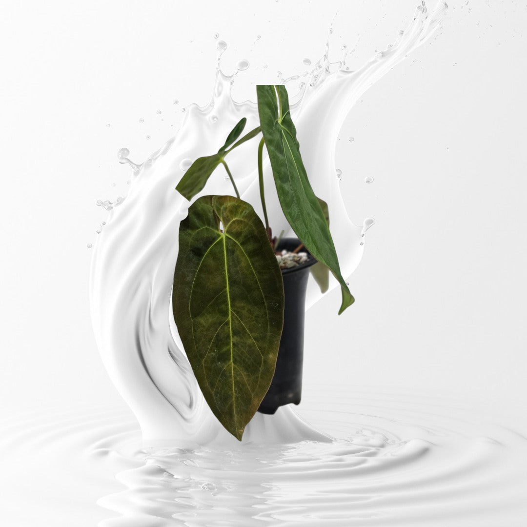 Anthurium Papillilaminum RA 7 Clone