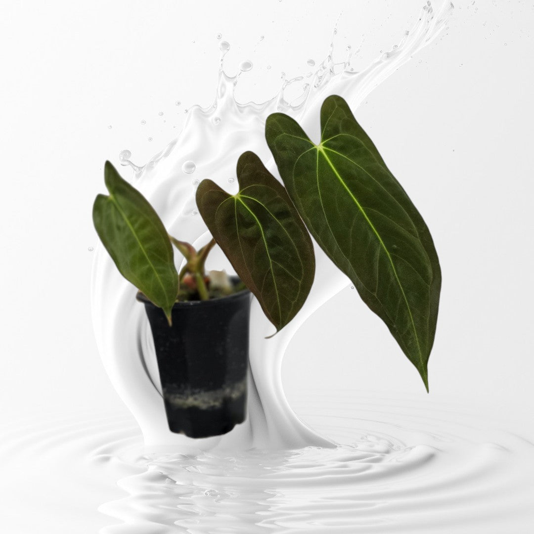 Anthurium Papillilaminum RA 12 Clone