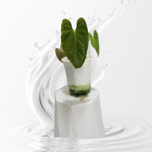 Anthurium Papillilaminum RA 9 Clone