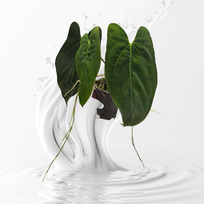 Anthurium Papillilaminum Fort Sherman Clone