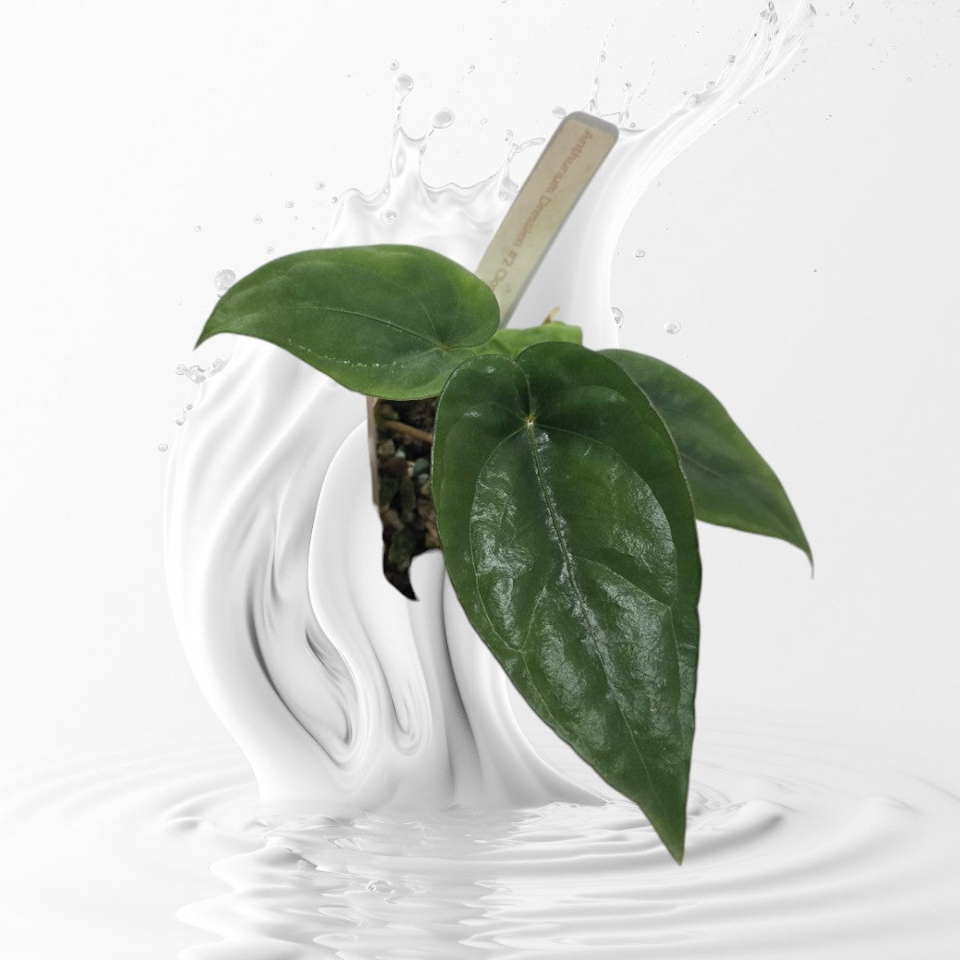 Anthurium Dressleri RG #2 Clone