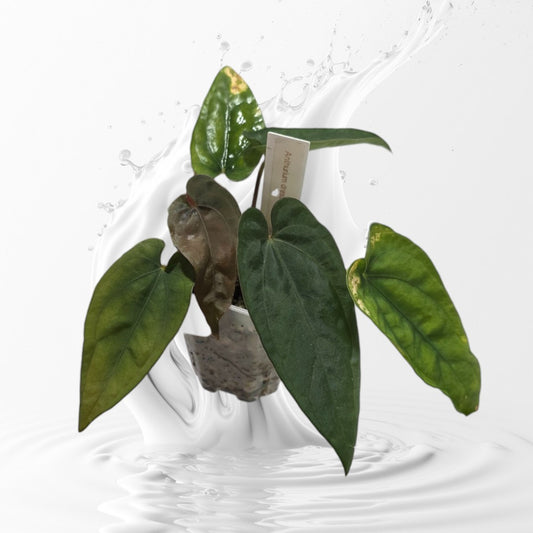 Anthurium Dressleri RG F1 Clone