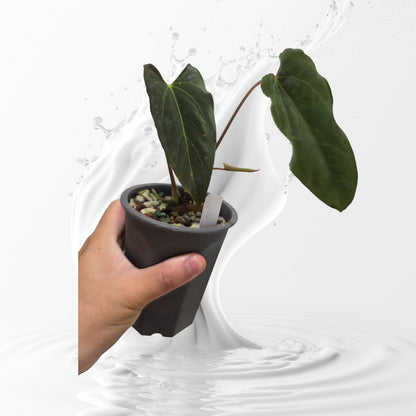 Anthurium Papillilaminum Ralph Lynam Clone