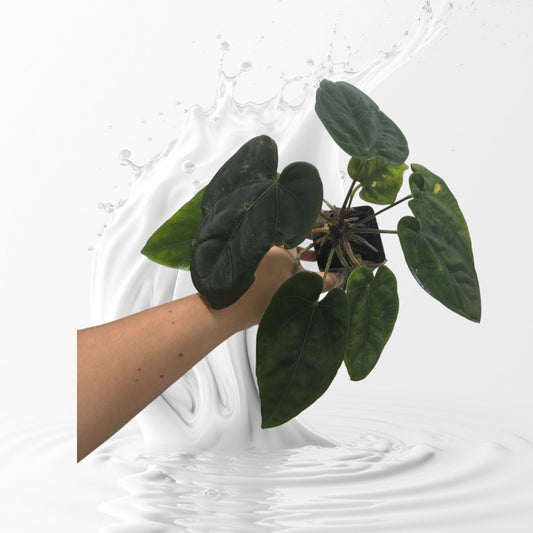 Anthurium Dressleri RG F3