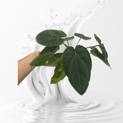 Anthurium Dressleri RG F3