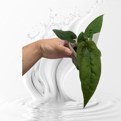 Anthurium Dressleri RG F1 Clone