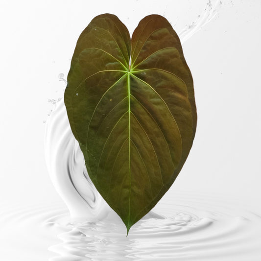 Anthurium Papillilaminum RA 12 Clone