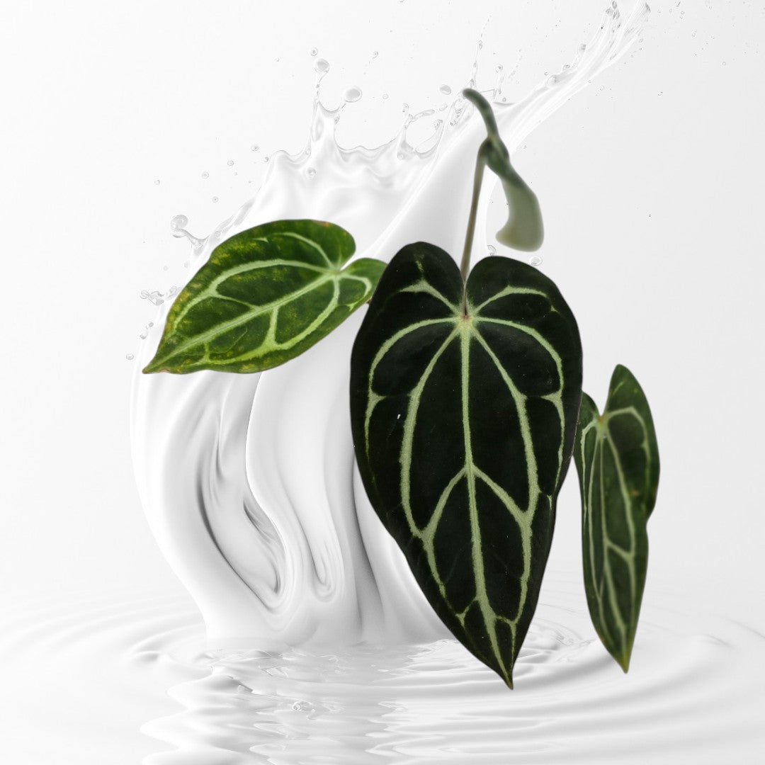 Anthurium Carlablackiae GPH-001 x Self