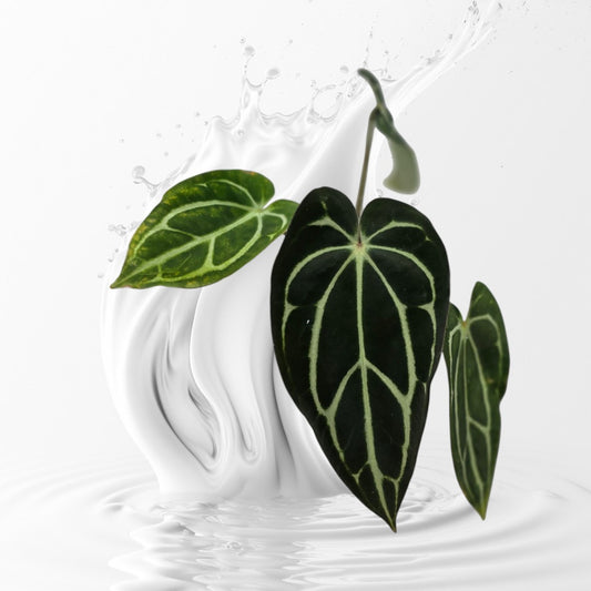Anthurium Carlablackiae GPH-001 x Self