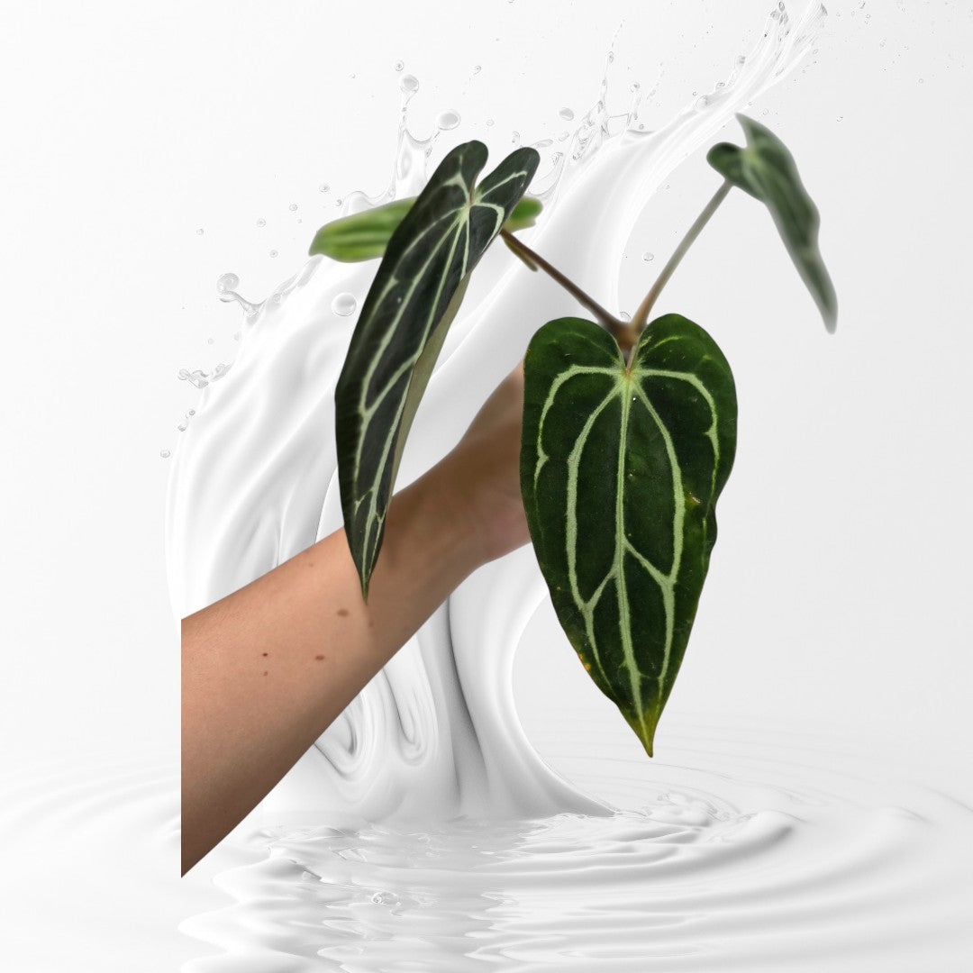 Anthurium Carlablackiae GPH-001 x Self
