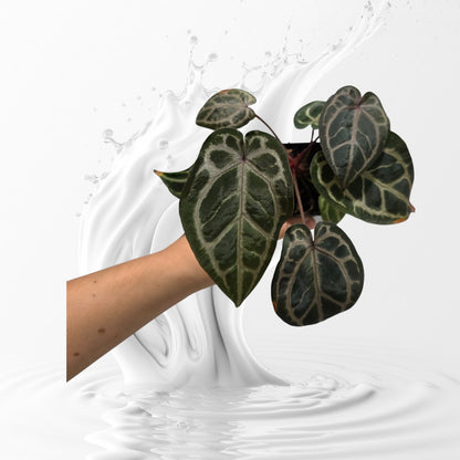Anthurium Dream Weaver x Self