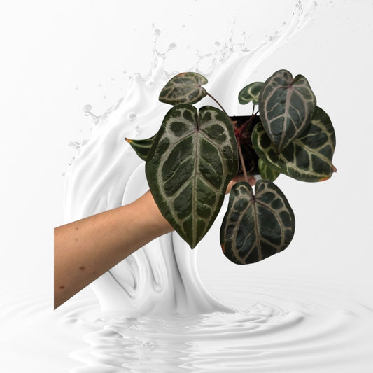 Anthurium Dream Weaver x Self