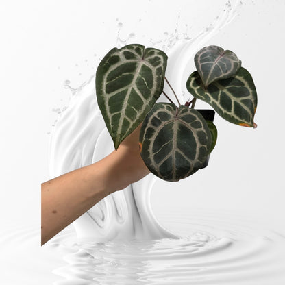 Anthurium Dream Weaver x Self