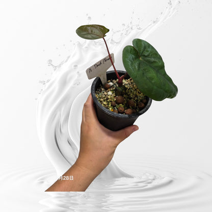 Anthurium RVDP Clone