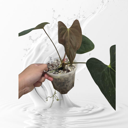 Anthurium Papillilaminum BGZ Clone