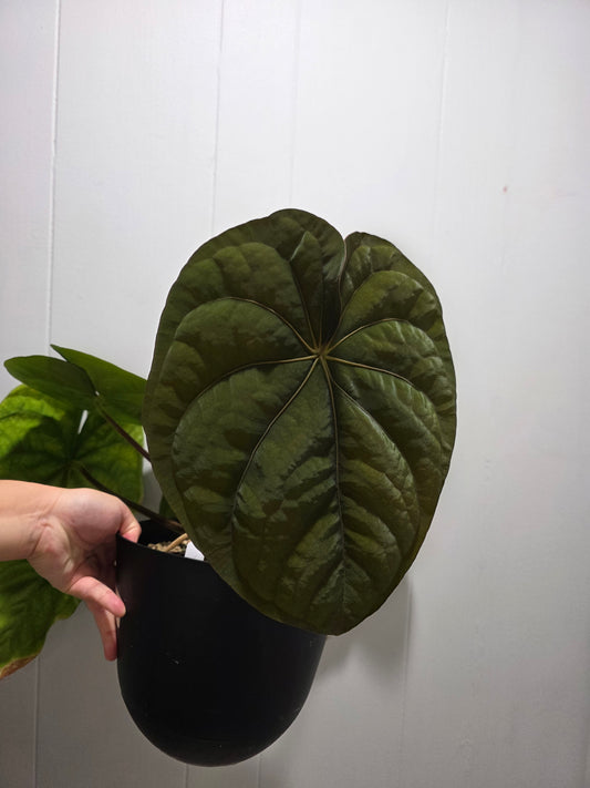 Anthurium BVEP Mia X Dressleri RG #2 clone small seedling