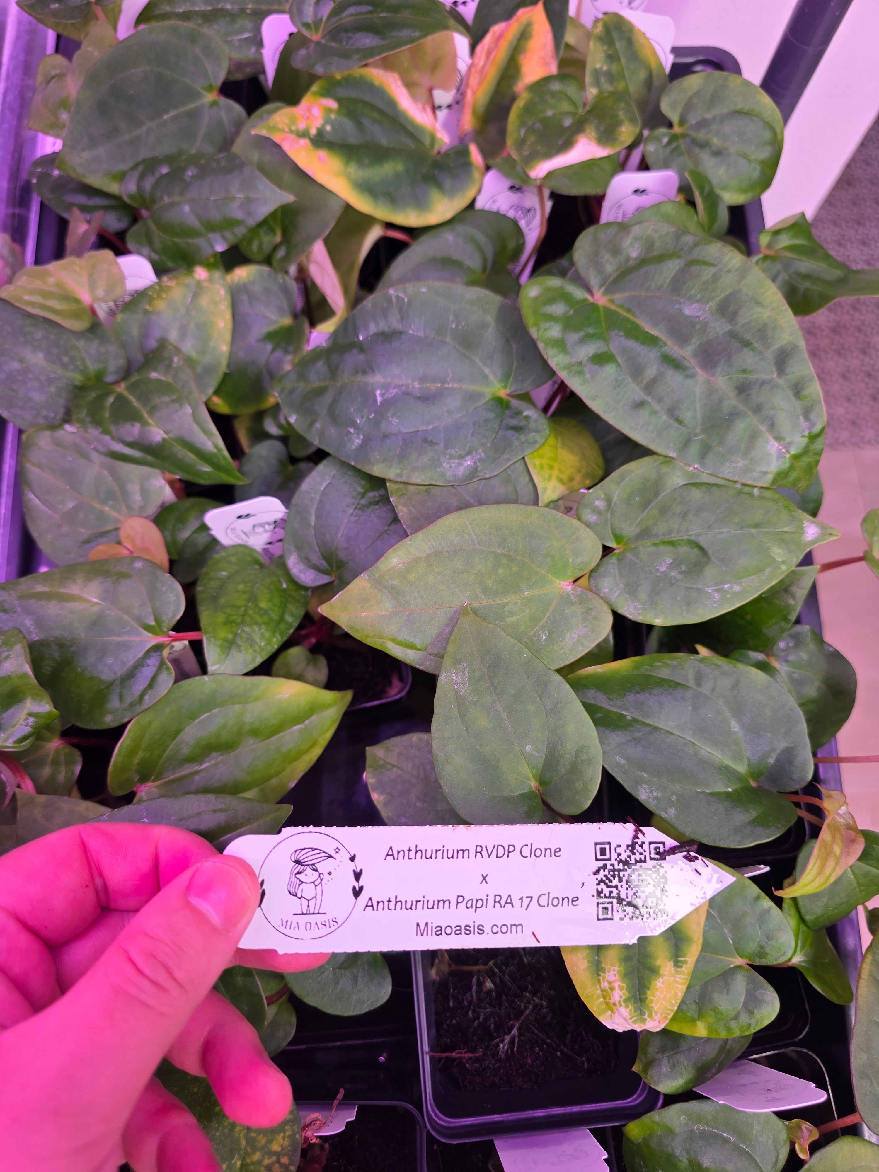 Anthurium RVDP x Papi RA 17 Clone Seedlings – MiaOasis