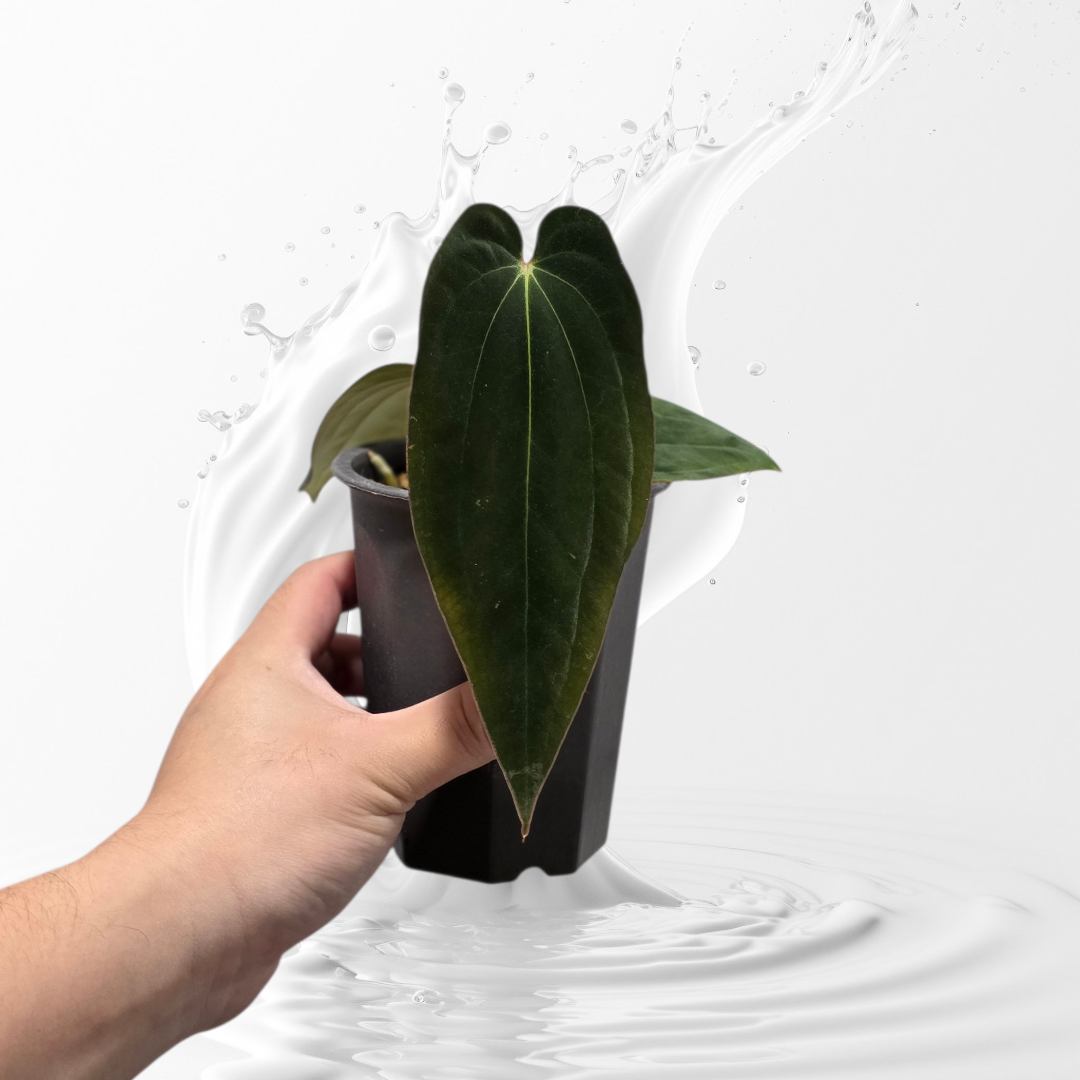 Anthurium Antolakii (BVEP) RA 1 Clone
