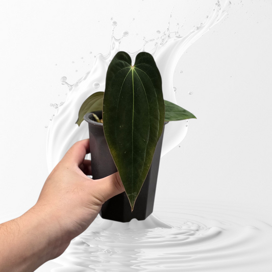 Anthurium Antolakii (BVEP) RA 1 Clone