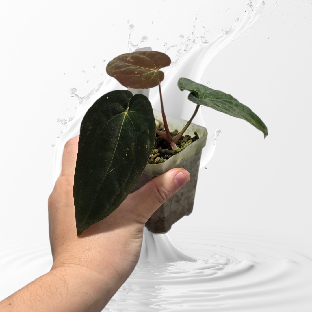 Anthurium Antolakii (BVEP) OG 1 clone