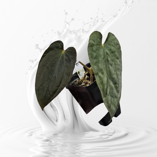 Anthurium Antolakii (BVEP) RA 4 Clone