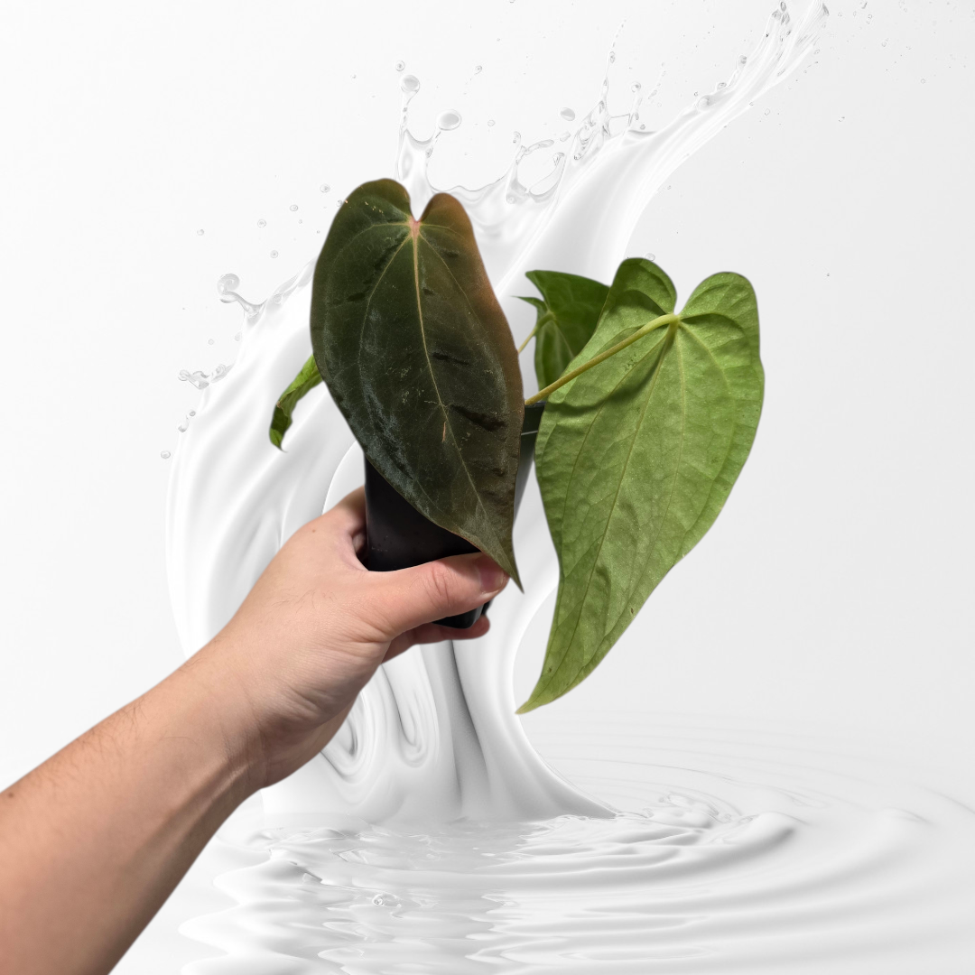 Anthurium Antolakii (BVEP) Unnummbered Clone