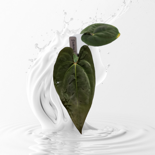 Anthurium Papillilaminum RA 17 clone