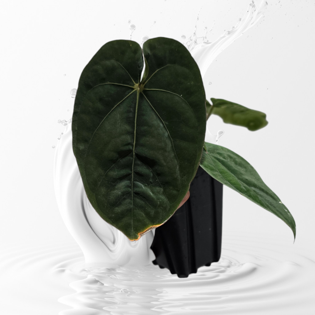 Anthurium Dressleri RG F3