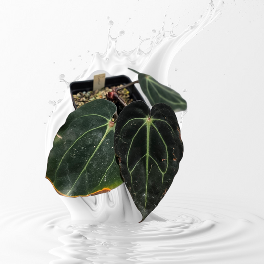 Anthurium Carlablackiae David Fell Clone